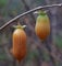 Portal Cool 5 Samen Matatabi (Actinidia polygama) Silber Vigne T98 silberne Rebe Samen
