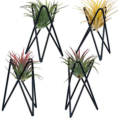 Paquete de 4 soportes para plantas de aire, base Tillandsia, soporte geométrico moderno de metal para plantas de aire, estante de exhibición de plantas de aire, mesa grande de exhibición de plantas