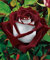 Potseed Germinazione I Semi: 20 Osiria Ibridi di Tea Rose Semi, Rare Sangue Esotico Rosso e Bianco Rosa Semina