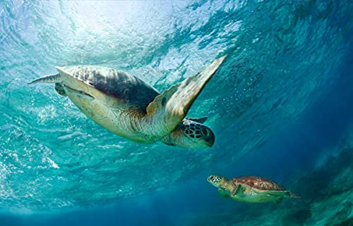 SCHILDKRÖTE Fototapete VLIES-450x280 cm (6116A)-Unterwasser Tiere Ozean Fische Fotokunst Wandtapete-Inkl. Kleister-Vliestapete Bild Dekoration Wand-Dekor Moderne Motiv-Tapete Panorama Poster XXL