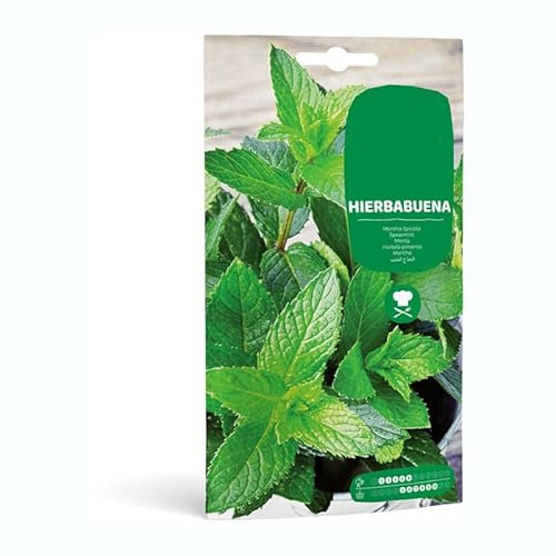 Semillas Hierba Buena Común para Sembrar Plantas Aromáticas en el Hogar