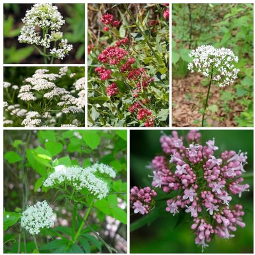 200 pcs baldrian samen mehrjährig, blumen samen, saatgut (Valeriana officinalis) balkon blumensamen, pflanzen geschenk blumensamen, pflanzen winterhart draußen wildkräuter samen, garten