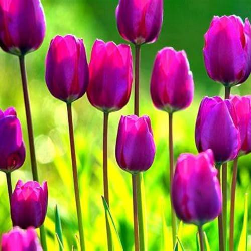 Tulpenzwiebeln-Winterhart MehrjäHrig,Tulpenzwiebeln Winterhart,Tulpen Pflanzen,Tulpenzwiebeln Winterhart Aus Holland,Zuverlässiger Verkäufer,In Töpfe Pflanzen,Bonsai Pflanze-3zwiebeln-d