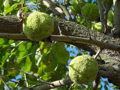 Osagedorn Maclura pomifera Pflanze 25-30cm Milchorangenbaum Osage-Orange Rarität