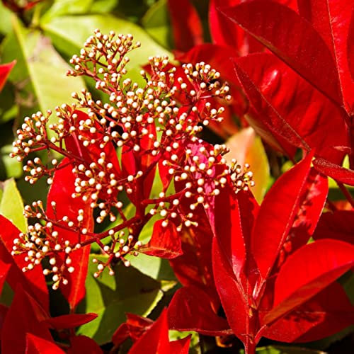 Rote Glanzmispel Little Red Robin Photinia fraseri