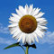 Haloppe 50 Stück Sonnenblumen-Pflanzensamen zum Pflanzen von Hausgärten, Sonnenblumensamen, Erbstück, weißes Gartengeschenk, Blumensamen zum Pflanzen Sonnenblumenkerne