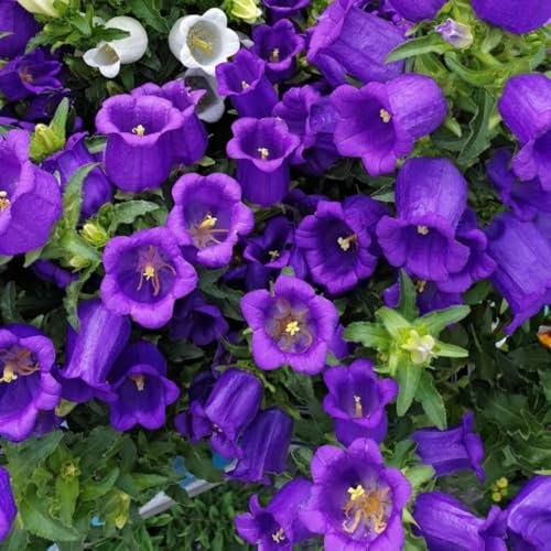 Campanula Medium 'Blue' - Hardy Shrub for Cottage Gardens, Blue Bell-Shaped Flowers, Self-Seeding Perennial – 2X 1 Litre Potted Plant by Thompson & Morgan