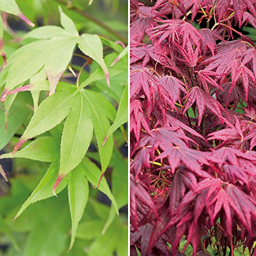 Acer Tree Duo Hardy Japanese Maple Garden Plants Collection 2 Varieties for Patio, Borders, Decking & Courtyard Specimen Plant Atropurpureum & Osakazuki 7cm Pots by Thompson & Morgan