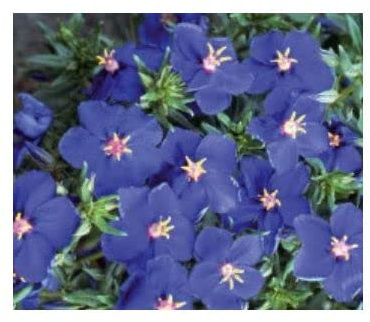 Stk - 30x Acker-Gauchheil Blumensamen divers Garten Blumen Saatgut KS7 - Seeds & Plants Shop by Ipsa