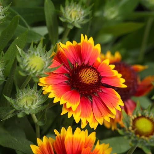 Gaillardia x Grandiflora 'Kobold' - Long-Flowering Blanket Flower Perennial, Vibrant Blooms June to September, Drought Tolerant, Ideal for Sun & Poor Soil - 1x 1 Litre Pot by Thompson & Morgan