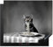 KitchenYeah© Herdabdeckplatte 60x52 cm Einteilig Abdeckplatten Cerankochfeld Abdeckung Ceranfeld Herdplattenabdeckung Induktionsmatte Bengalisch - Katze - Tischtuch - Schwarz - Weiß - Tier