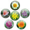 Magnete für Glasmagnettafel Blumen Pracht extra stark 6er Deko Geschenk Set Blüten für Frauen Freundin Blumenliebhaber groß 50mm rund Bunt
