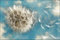 Muralo Fototapete Blumen 210 x 315 cm Vlies Tapete Wandtapeten 3D Effekt Pusteblume Wohnzimmer Schlafzimmer Moderne Wandbilder XXL Pflanzen Natur Wand Dekoration