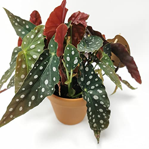 Polka Dot Begonia Maculata | Gift Potted Indoor House Plant in Terracotta Pot
