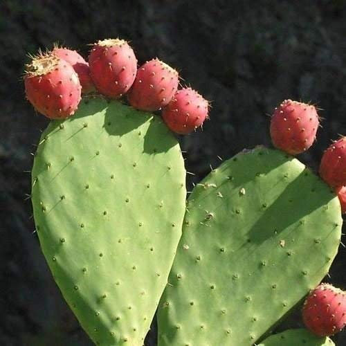 Semillas Indian espinosa del higo chumbo (Opuntia ficus-indica) 20 + Semillas