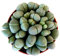 Portal Cool Lithops Hybride lebendige Steine, Blüten Steine ?? in einem 8,5 cm-Topf