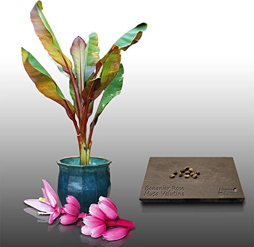 10 graines - BANANIER ROSE - Musa Velutina