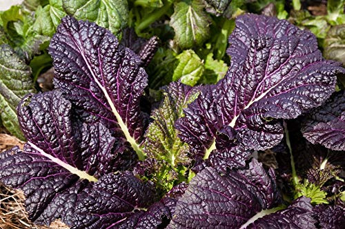 Osaka Purple Mustard Green Seeds - 25 Count Seed Pack - Non-GMO - Thick, Tender Leaves That are Succulent and Finely-Flavored. - Country Creek LLC