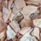 Eurosand 300 g / 250 ml Muschelscheiben Muschelbruch Perlmutt Martitim Muschelmix Shells 10-20 mm, Farbe: Creme