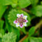 200 Pcs Teppichverbene Winterhart Samen - Teppich Verbene - Indoor Kräutergarten, Exotische Pflanzen Winterhart Teppichverbene Saatgut, Pflanzensamen, Pflanzen Für Sonnige Plätze,