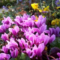 Cyclamen de Naples rose - neapolitanum - Cyclamen neapolitanum (lot de 3 pieds)