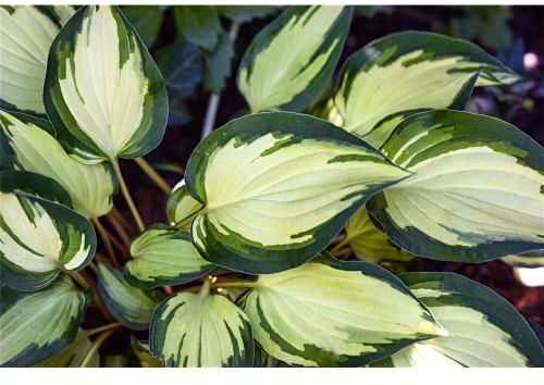 Hosta x tardiana 'June' -R- - Graublaue Garten-Funkie 'June'® - 11cm Topf