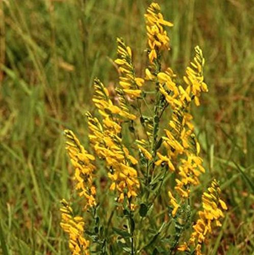 Deutscher Ginster 20-30cm - Genista germanica