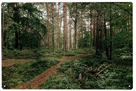 artboxONE Metall-Poster 20x30 cm Natur Darßer Urwald von Künstler Susann Guenther
