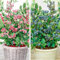 2x Heidelbeeren Pflanzen Blaubeeren Pink Lemonade + Eliot Rosa Frucht, Vaccinium corymbosum reichtragend Heidelbeere für Töpfe & Kübel, Heidelbeere für Balkon, Terrasse oder Garten, Winterhart