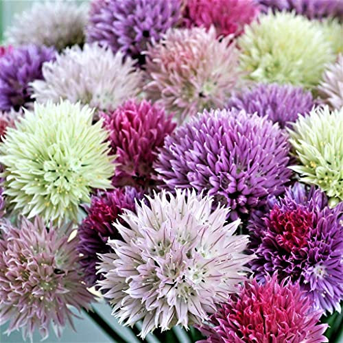 Allium Lot de 5 bulbes de fleurs, bulbes et plantes en plein air pour bonsaï, fleurs d'allium qui illuminent le jardin comme un feu d'artifice en fleurs (Blanc)