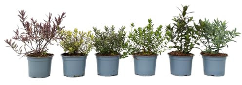 Plant in a Box - Hebe pinguifolia - Strauchveronika - Fetthenne - Sträuchern Winterhart - 12er Set - Topf 10,5cm - Höhe 15-20cm