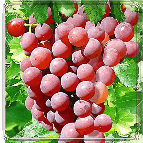 Winterhart Mehrjährig,Weintrauben Kernlos Kernlose Weinreben Pflanzen Tafel-Trauben Weinreben Vitis Vinifera,Weinreben Winterhart,Tafeltraube,Weintraube,Tafel-Traube-1zwiebeln-f