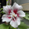 100 pcs hibiskus winterhart samen, frühblüher pflanzen, outdoor pflanzen hibiskus hecke winterharte stauden mehrjährig, samen winterhart blumenbeet, steingartenpflanzen winterhart
