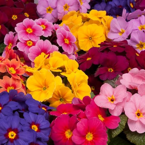 Primrose 'Delia Mix'. Plug Plants x 6. Winter Flowering Primula. Mixed Primula Flowers. Available from Bedwen Plants