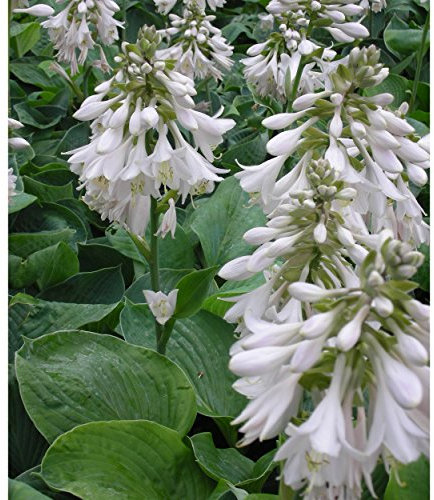 Blumixx Stauden Hosta sieboldiana 'Elegans' - Blaublatt-Funkie Herzblattlilie, im 1,0 Liter Topf, weißlichviolett blühend