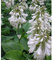 Blumixx Stauden Hosta sieboldiana 'Elegans' - Blaublatt-Funkie Herzblattlilie, im 1,0 Liter Topf, weißlichviolett blühend
