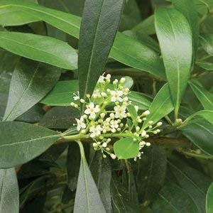 10 Semillas de Yerba Mate 3338 (Ilex paraguayensis)