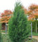 Leyland Zypresse Typ 2001 40-60cm - Cupressocyparis Leylandii
