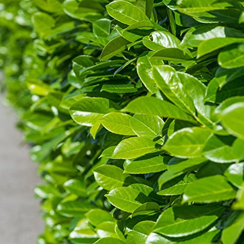 Prunus laurocerasus 'Rotundifolia' Cherry Laurel – Dense Evergreen Shrub with Glossy Rounded Leaves and Fragrant White Flowers, Ideal for Hedges 1X or 2X 12 Litre Pots by Thompson and Morgan