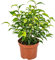 Ficus Benjamina 'Natacha' | Figuier pleureur chaque - Plante d'intérieur en pot de pépinière ⌀12 cm - 30 cm
