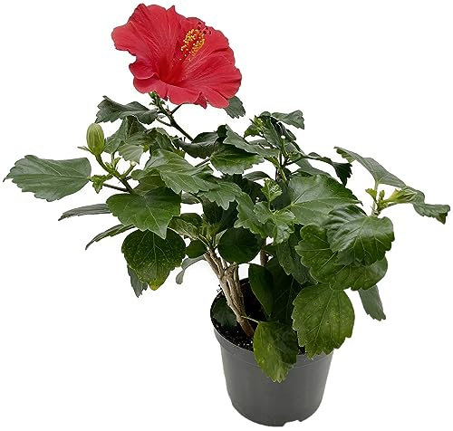 Fangblatt - Hibiskus 'Wela' - die Hawaiblume mit roten Blüten - der Rosen-Eibich ist als Pflanze für die Wohnung, Balkon oder Terrasse eine absolute Augenweide