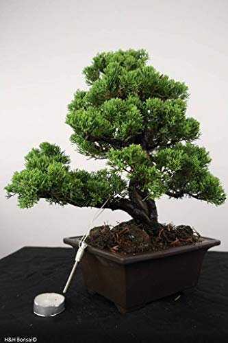 15 Semi Juniperus chinensis (Cinese) von Juniper Bonsai