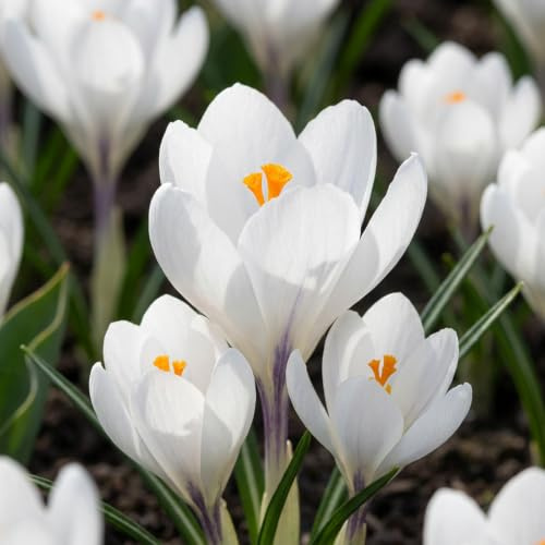 Green boutiQ - 30x Crocus White - Weißer Krokus - Diverses - Verwilderungszwiebel - Zwiebelgröße 7/8