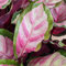 Calathea roseopicta Lumineuse Plante d'Intérieur Rose 30-40cm Pot inclus