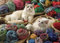 Cobble Hill 1000 Piece Puzzle - Ragdolls - Sample Poster Included