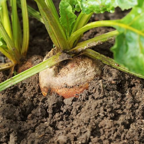 300 Pcs Zuckerrüben Samen, Rhabarber Pflanzen Samen, Kletterpflanzen Winterhart Schnellwachsend Rote Beete Samen - Beta Vulgaris - Gemüsesamen Alte Sorten Exotische Pflanzen, Garten