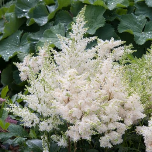 Bedwen Astilbe 'Astary White' Plug Plant x3 – Shade‑Loving Perennial False Goat’s Beard with Soft White Plumes for Woodland Gardens & Pollinator‑Friendly Borders