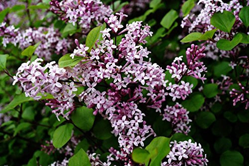 Flieder rosa Blüte kleinblättriger Herbstflieder Syringa microphylla Superba Containerware 40-60 cm hoch