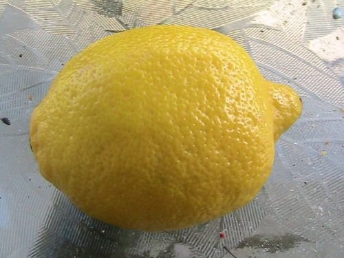 Seeds 5 seeds - citrus bonsai lemon seeds: Only Seeds