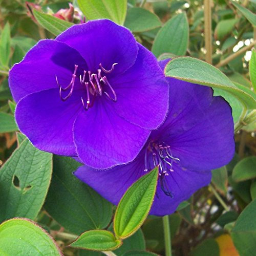 Sumpf frisch 100 Stück Mandevilla Sanderi Blumensamen zum Pflanzen von Blau